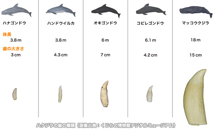 歯クジラの歯の種類