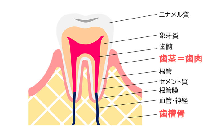 歯の周辺構造～歯茎と歯槽骨