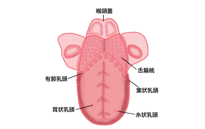 舌乳頭の種類