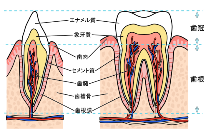 歯茎の役割：歯を支える、衝撃を吸収する