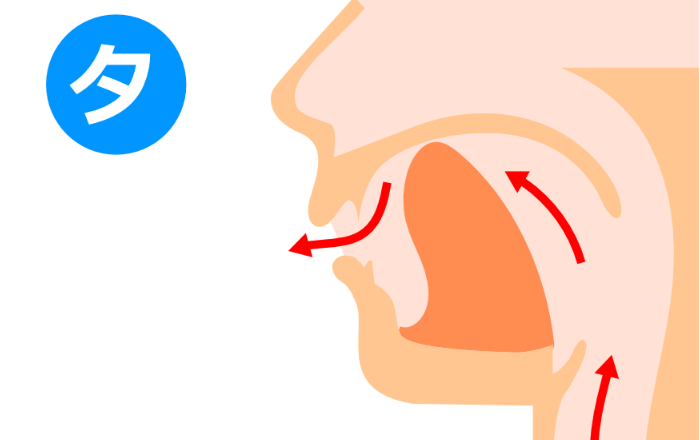 発音時における歯茎の役割：音を作る