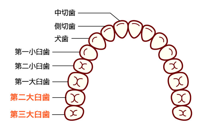 PEEK（ピーク）の登場により、第二大臼歯や第三大臼歯（前から数えて7番目、8番目の歯）も、保険適用で白い被せ物で治療できる