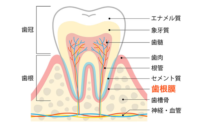 天然歯は歯根膜という薄い膜状の組織を介して顎の骨と結合